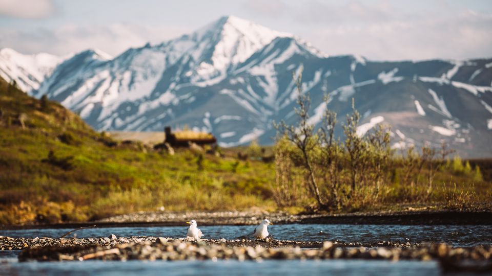 wildlife filmmaking - birds and landscape in Montana